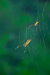 The spider