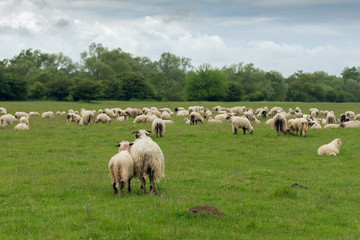 Fototapeta na wymiar Pastoral scene, a flock of sheep