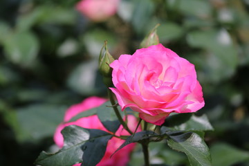 馬見丘陵公園のバラ園