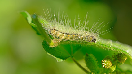 The caterpillar