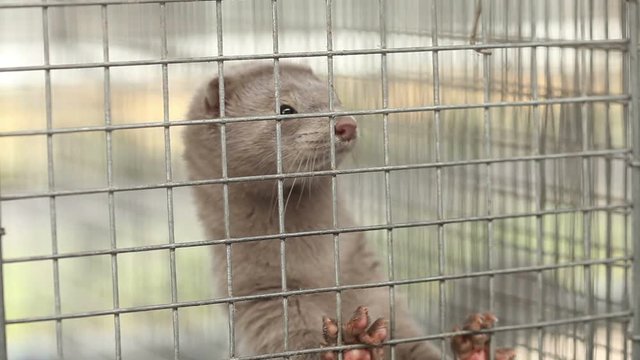 The otter in the cage is close-up, the animal is clean, has a presentable appearance. Excellent will fit into your movie about animals or growing otters, caresses. Otter on the farm.