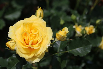 馬見丘陵公園のバラ