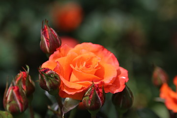 馬見丘陵公園のバラ