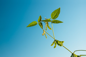 Green soybeans against blue sky background closeup