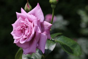 馬見丘陵公園のバラ