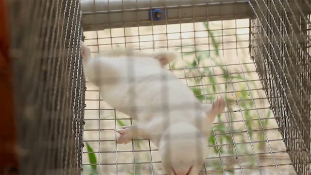 Fur Farming Industry. Farm on mink breeding. Mink farming industry. The white (grey) minks in the cage, close-up. 