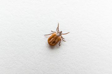 Tick filled with blood crawling on white paper