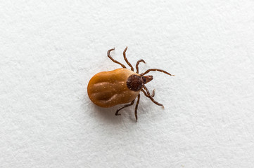 Tick filled with blood crawling on white paper