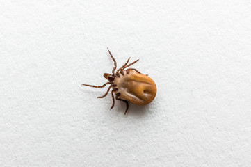 Tick filled with blood crawling on white paper