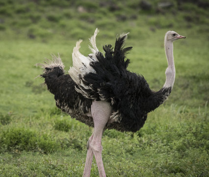 Fluffy Ostrich