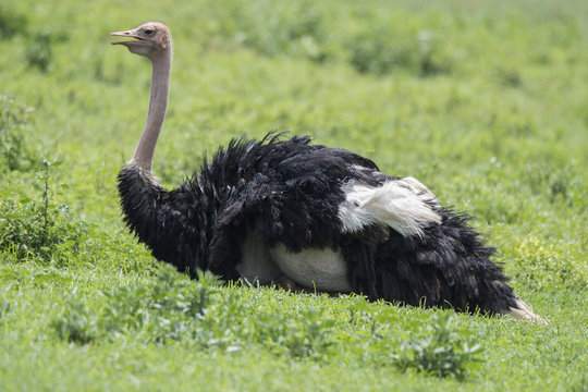 Ostrich Sitting on Ground