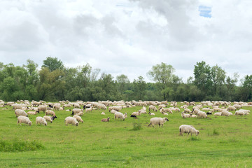 Fototapeta premium Pastoral scene, a flock of sheep