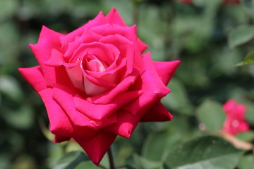 馬見丘陵公園のバラ園