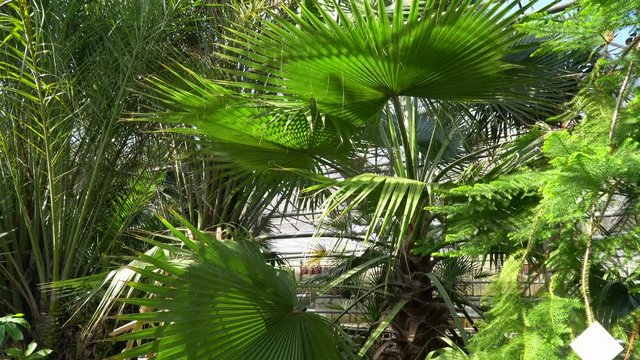 Green palm trees and coniferous trees in the botanical garden