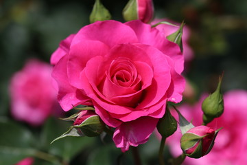 馬見丘陵公園のバラ園