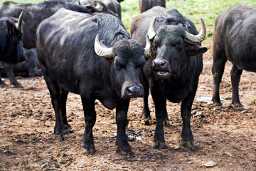 Buffalos on the farm