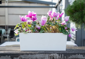 Beautiful purple of Petunia (Petunia hybrid) in a pot on the wooden surface