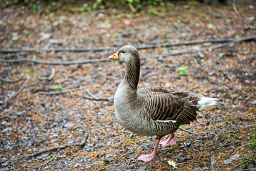Greylag goose 