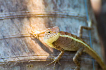 The Chameleon in nature