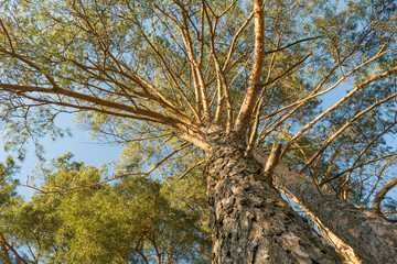 Fototapeta premium large pine trees grow on a forest hill and are lit by the rays of the setting sun, spring landscape