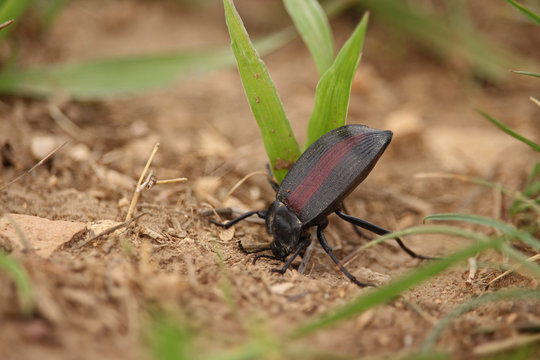 A pinacate beetle raises its abdomen to secrete an odor that repels predators.