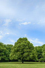 Obraz premium 公園の樹木と青い空