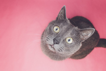 grey cat sitting on the pink background looking at camera