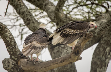 White Headed Vulture in Tree, Serengeti