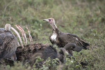 White Headed Vulture on Kill