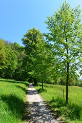 Blumenwiese in Donaustauf Bayern