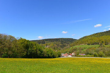 Blumenwiese in Donaustauf Bayern