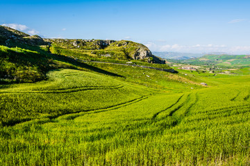 Wheat field