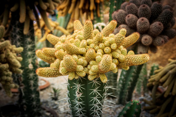 Cactus and succulent at Nong Nooch Pattaya garden park, Thailand