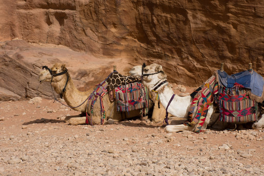 Several camels seated in the sand at the Treasury, Al Khazneh, Petra, Jordan. The Bedouin camels are used to transport tourists and are outfitted with saddles and colorful blankets.