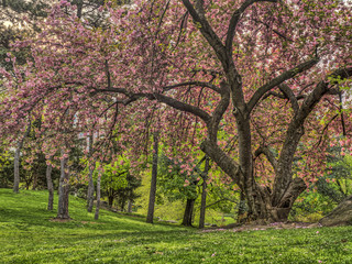 Central Park, New York City spring