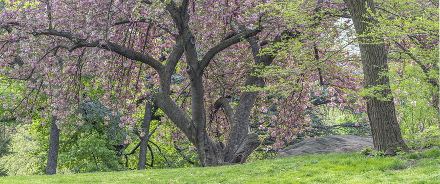 Central Park, New York City spring