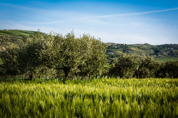 Fototapeta premium Olive tree and wheat field
