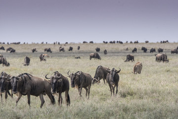 Fototapeta na wymiar Great Wildebeest Migration