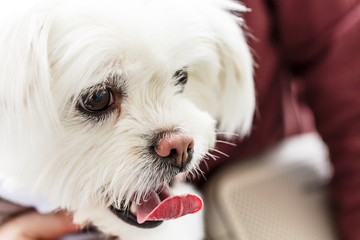 Cute white bichon frise dog in the owner's arms