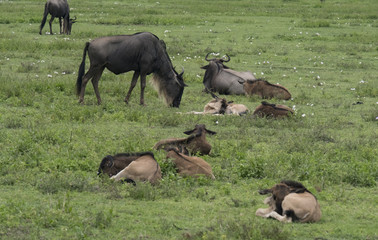 Wildebeest Nursery, Ngorongoro