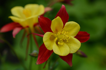 Obraz premium Flowers of yellow and red aquilegia in the spring garden.