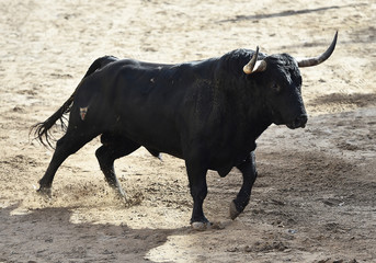 spanish bull