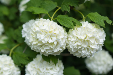 White flowers of viburnum snow ball in spring garden. Guelder rose boule de neige.
