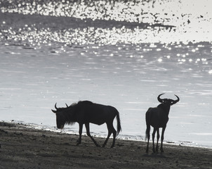 Wildebeest Silhouette