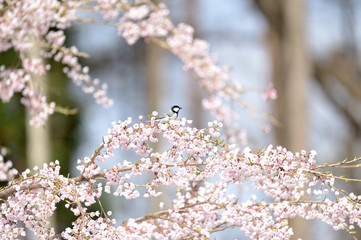 しだれ桜に留まるシジュウカラ