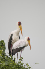 Yellow Billed Stork Duo