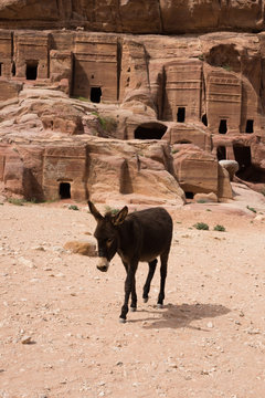 Donkey walking through rocky sand in Petra Jordan with cave with carved facades in background. The donkey is used to transport tourists through the ancient Nabatean city. Walking toward the camera.