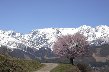 北アルプスと一本桜