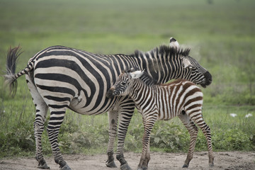Fototapeta na wymiar Cuddly Baby Zebra