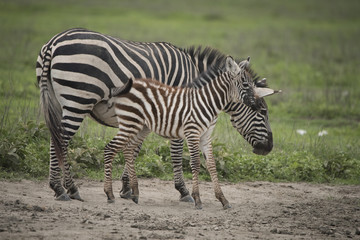 Fototapeta na wymiar Cuddly Baby Zebra